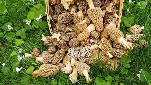 Shroom spores for sale at affordable prices at your doorstep.